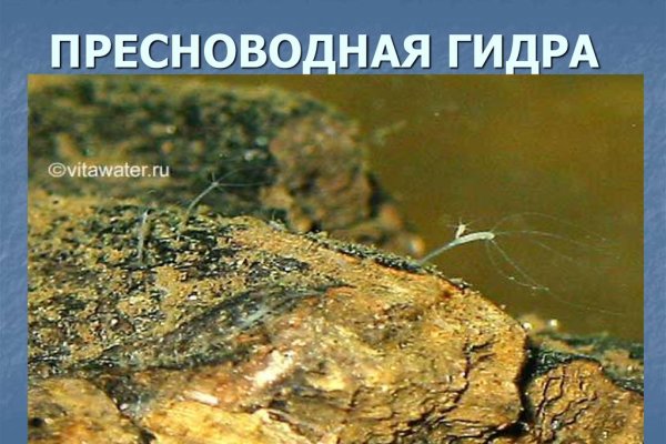Кракен как проверить зеркало