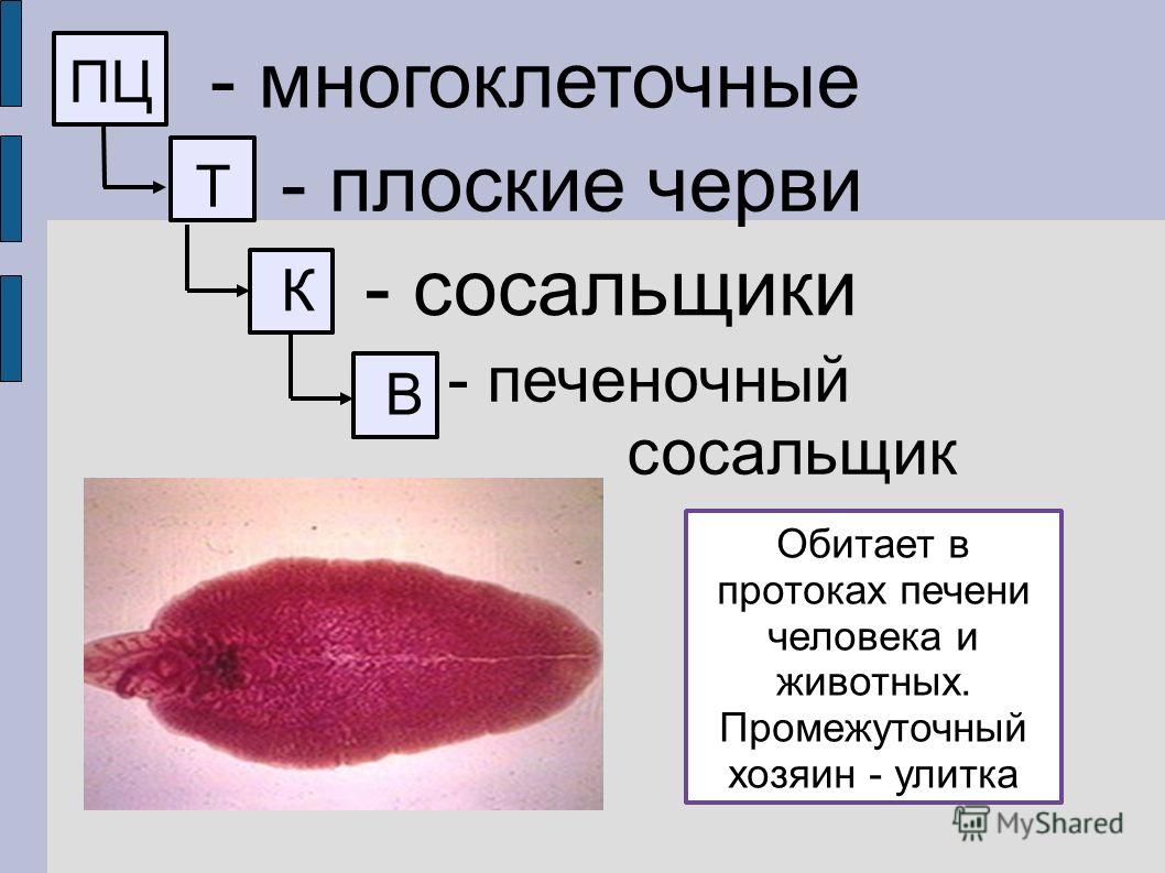 Кракен даркнет зайти