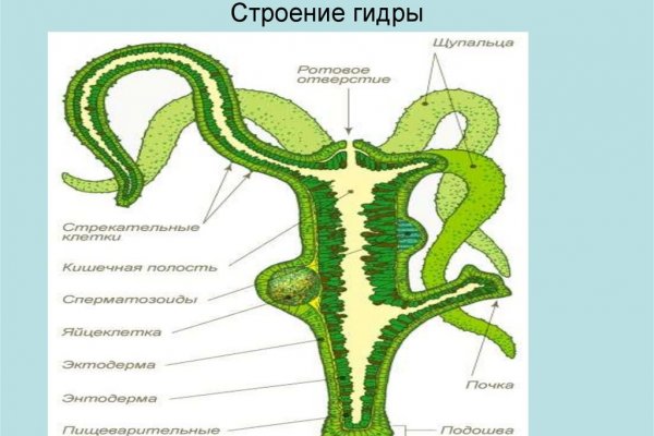Линк кракена