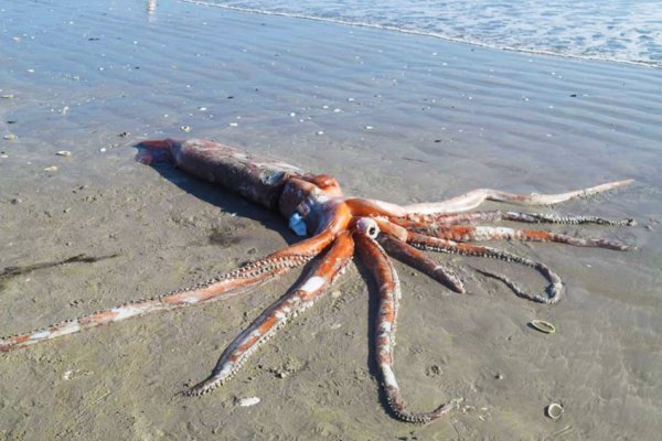 Kraken ссылка onion 2kmp